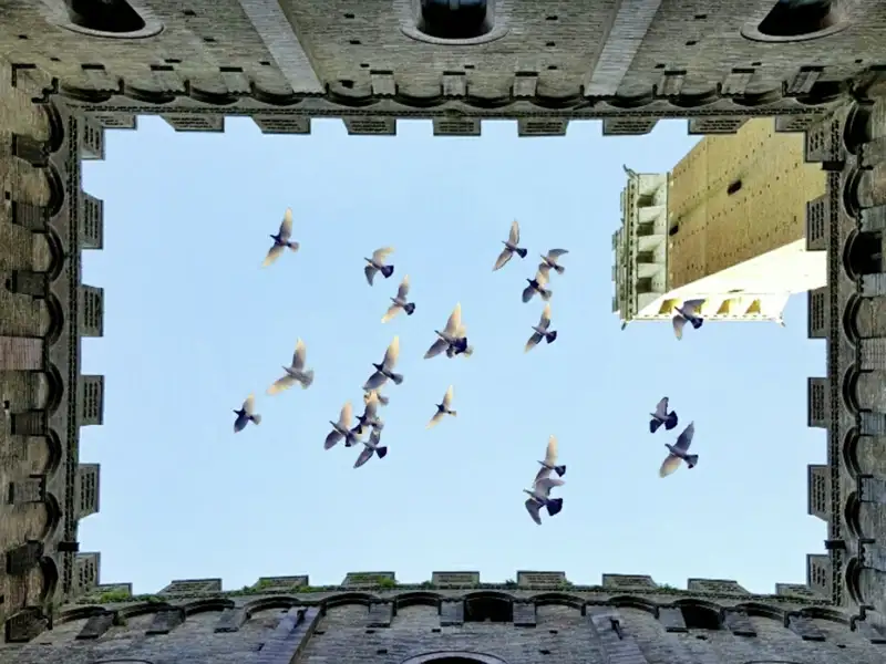 Während der Sinlgereise in die Toskana begegnet uns immer wieder beeindruckende Architektur: hier der Torre del Mangia in Siena.