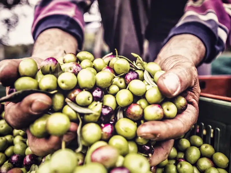 Auf unserem Silvesterreise durch Andalusien probieren wir die unterschiedlichsten Oliven - ständige Begleiter auf unserer Tour.