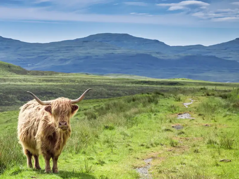 Auf unserer Rundreise durch Schottland für Singles und Alleinreisende fahren wir natürlich auch in die Highlands, wo die sympathischen Hochlandrinder zu sehen sind.