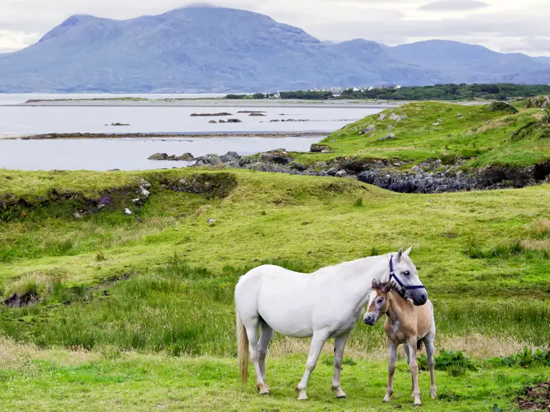 Auf unserer Singlereise durch Irland besuchen wir auch die paradiesische Region Connemara. Mit ein wenig Glück sehen wir eine Ponystute mit ihrem Fohlen für ein schönes Foto.