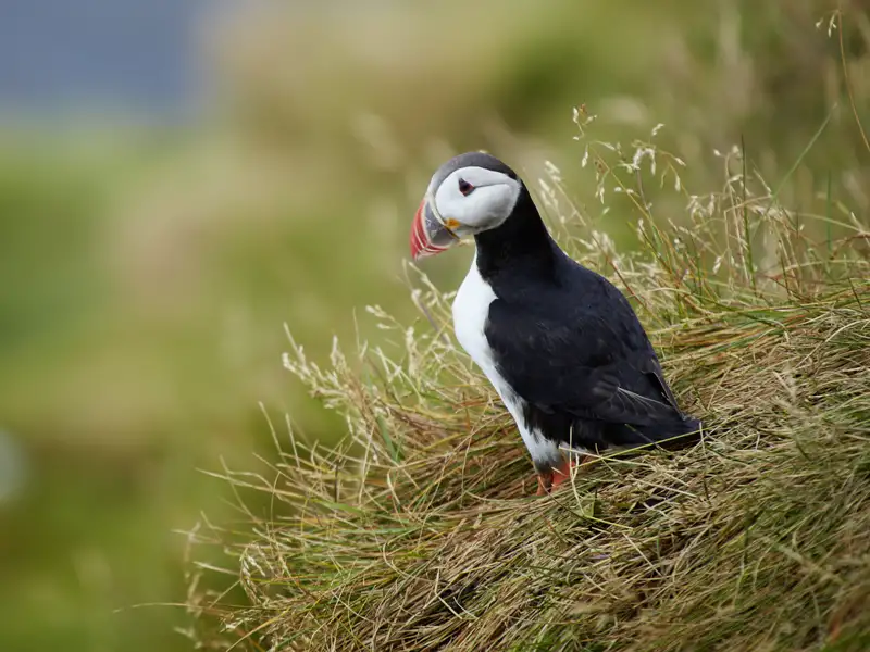 Die Pagateitaucher, auch Puffins genannt, gehören einfach zu Island. Am Kap Dyrholaey haben Sie gute Chancen, auf unserer Rundreise für Singles und Alleinreisende über die Inselm diese Vögel zu beobachten.