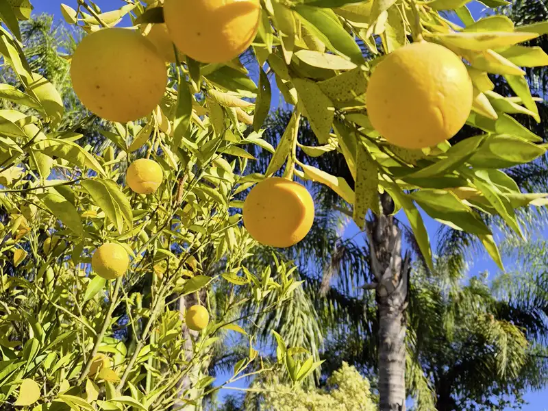 Saftige Orangen gedeihen in den fruchtbaren Gärten und Oasen Marokkos  in der Sonne. Wir kosten während unserer Silvesterreise für Singles und Alleinreisende über Silvester auf den Märkten davon.