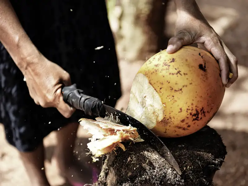 Auf unserer Rundreise für Singles und Alleinreisende durch Sri Lanka gibt es die Gelegenheit, uns mit einer gerade erst geernteten Kokosnuss zu erfrischen!