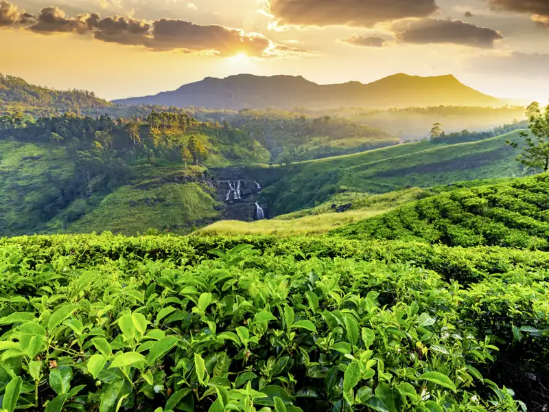 Sri Lanka ist das Land des Tees, wie wir auf unserer Rundreise für Singles und Alleinreisende sehen werden.