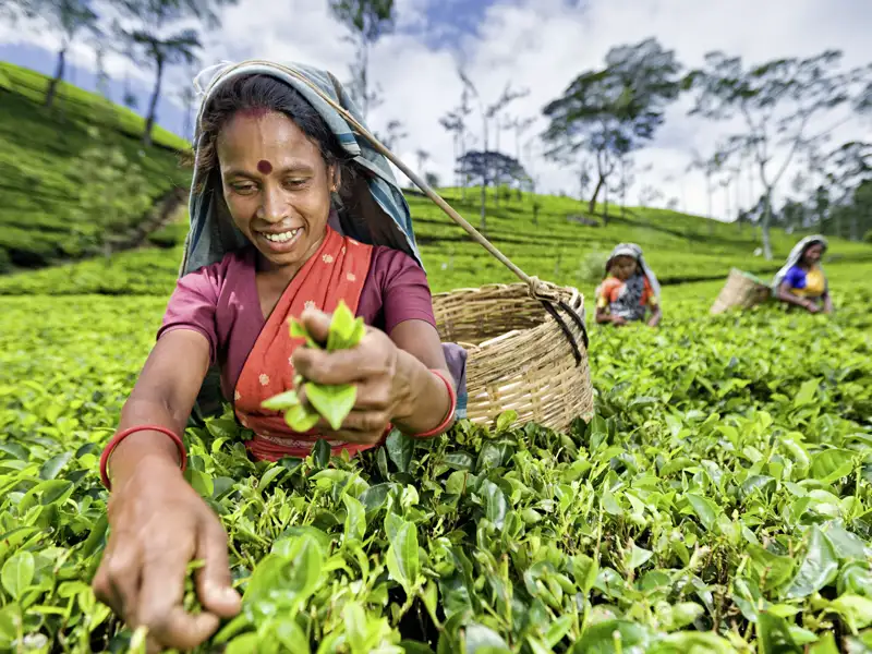 Auf unserer Rundreise für Singles und Alleinreisende durch Sri Lanka besuchen wir im Hochland eine Teeplantage. Die besten Teequalitäten werden von Hand gepflückt, die weniger guten mit Scheren geschnitten. Tee ist Sri Lankas Exportprodukt Nummer eins.