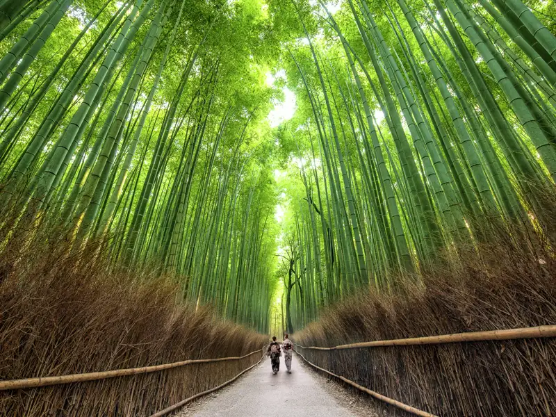 Unweit von Kyoto erwartet uns auf dieser Reise der berühmte Bambuswald von Arashiyama mit seiner mystischen Kulisse.
