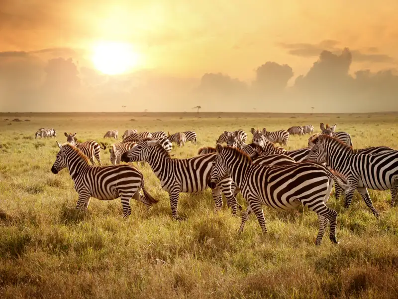 Auf Safari in Südafrikas Nationalparks. Bei unserer Studienreise für Singles und Alleinreisende fester Bestandteil des Programms. Sie erleben die vielfältige Tierwelt, wie z.B. eine Herde Zebras.