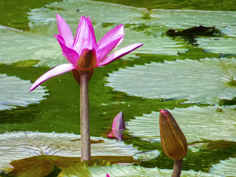 Auf unserer me & more-Singlereise nach Mauritius erfreuen wir uns an den Naturschönheiten der Insel.