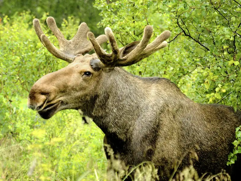 Elche gehören zum schwedischen Sommer - in der Dämmerung sollten wir auf unserer 10-tägigen Familienreise durch Schweden immer Augen und Ohren offen halten.