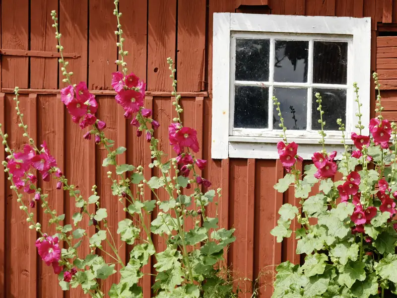 Das Rostbraun schwedischer Holzhäuser und sommerliche Farben wechseln sich bei dieser Schwedenreise ab.