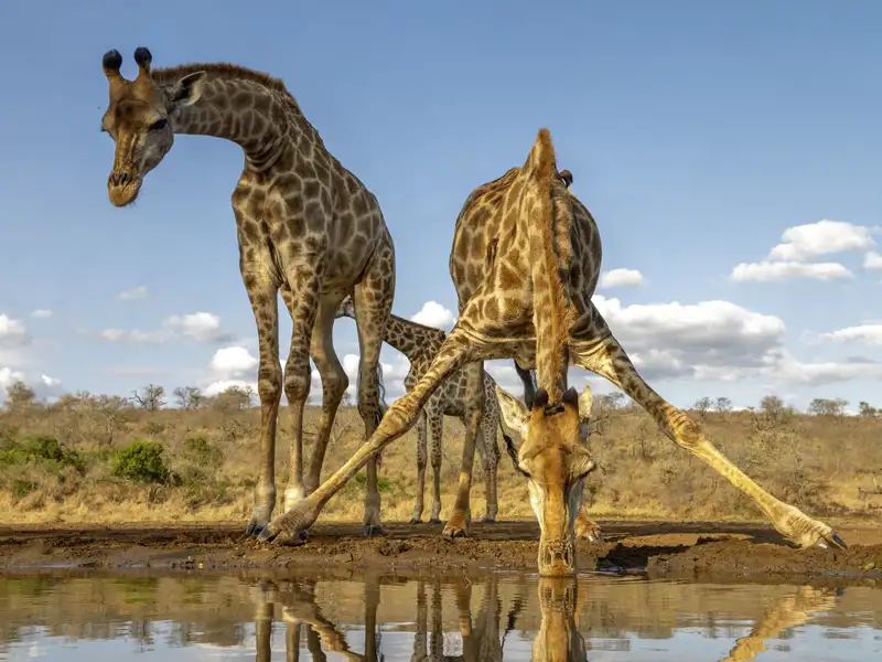 Auf Tuchfühlung mit der Tierwelt gehen wir auf dieser 14-tägigen Familien-Studienreise nach Südafrika.