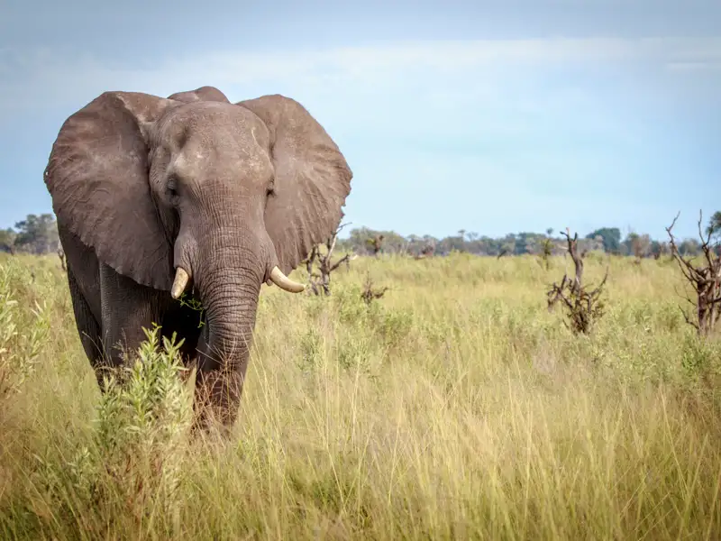Ein Elefant in einem Nationalpark in Südafrika. Auf unserer zweiwöchigen Familien-Studienreise kommen wir der Tierwelt sehr nahe.