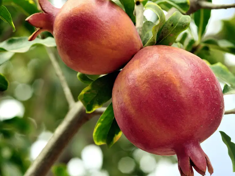 Zwei Granatäpfel hängen an einem Baum. Die Küche Israels ist zu Recht angesagt, denn sie verbindet das Beste verschiedenster Kulturen. Auf Ihrer Studienreise Israel - Heiliges Land lernen Sie sie kennen.