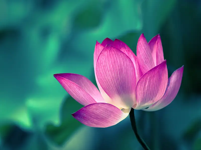 Fauna und Flora, wie z.B. eine Lotusblüte,  erklärt bei unserer umfassenden Studienreise nach China gerne Ihr Studiosus-Reiseleiter.