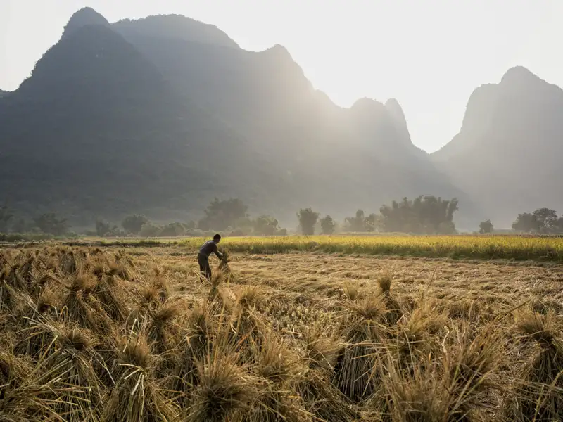 Reis- und Lotosfelder, Bambushaine, Höhlen, Dörfer und grün bewachsene Kegelkarstberge: Die Landschaft rund um Yangshuo, die wir bei unserer Studienreise nach China erleben,ist pure Magie.