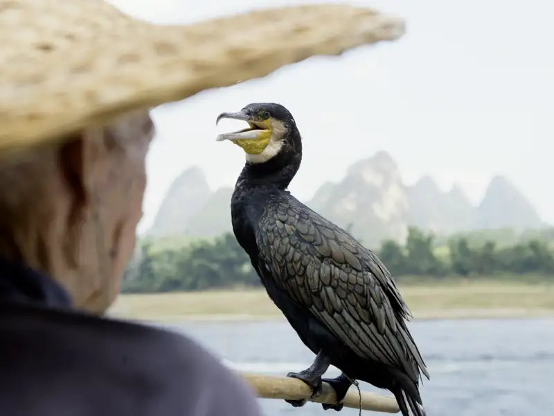 Fischer und Kormoran wetteifern um den Fisch - wir genießen auf unserer Studienreise durch China die fantastische Landschaft am Li-Fluss bei Yangshuo.