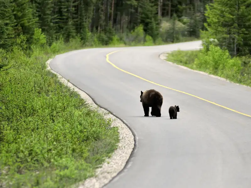 Unsere Studienreise nach Kanada wird Ihnen als facettenreiches Gesamtkunstwerk im Gedächtnis bleiben. Begegnungen mit Bären sind auf den Straßen im Westen Kanadas nicht auszuschließen und verursachen gerne auch mal als "bear jam" bezeichnete Verkehrsstörungen.