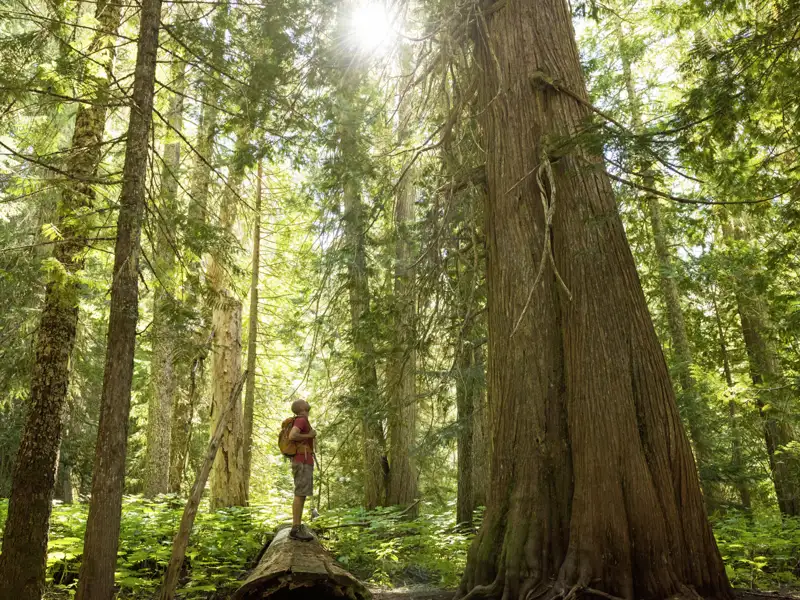 Bei einem Spaziergang in der Nähe des Mount Robson saugen wir während  unserer Studienreise durch Kanada  die klare Luft ein und streichen vorsichtig über die Rinde der für die Ureinwohner unentbehrlichen, geradezu heiligen Rotzedern.