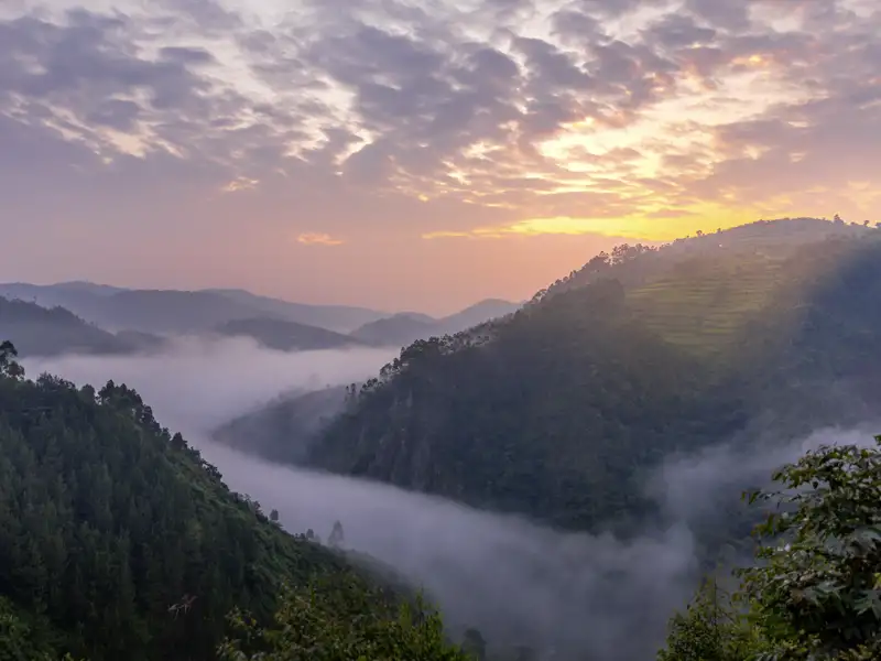 Ein Höhepunkt der Studiosus-Naturerlebnisreise Uganda - mit Gorilla-Tracking: das Landschaftserlebnis im Bwindi-Nationalpark, einer der Orte, an denen man wildlebende Gorillas sehen kann.