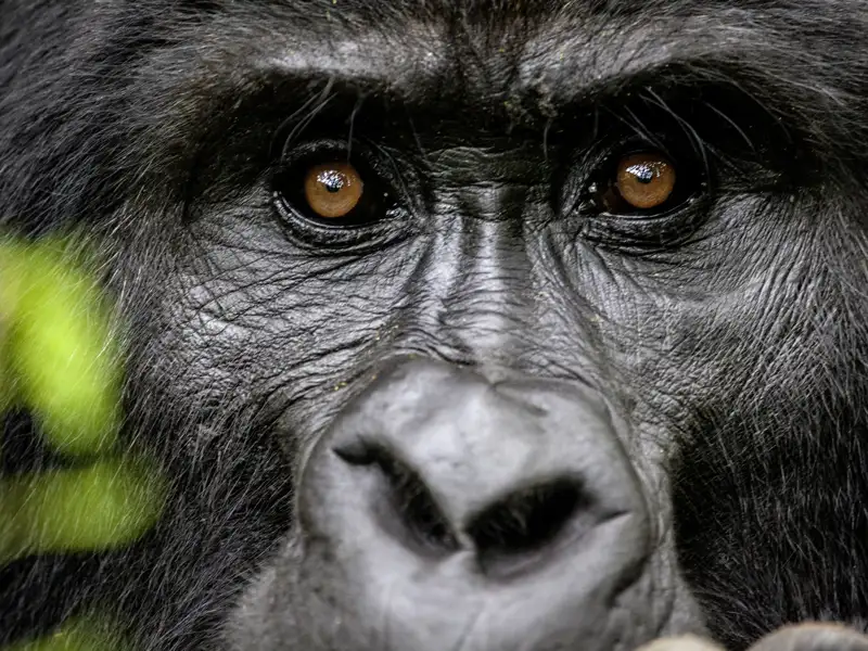Ein Hightligt der Studiosusreise nach Uganda ist das Gorilla- Tracking - ein einmaliges Erlebnis diese imposanten Tiere in Natur zu sehen.
