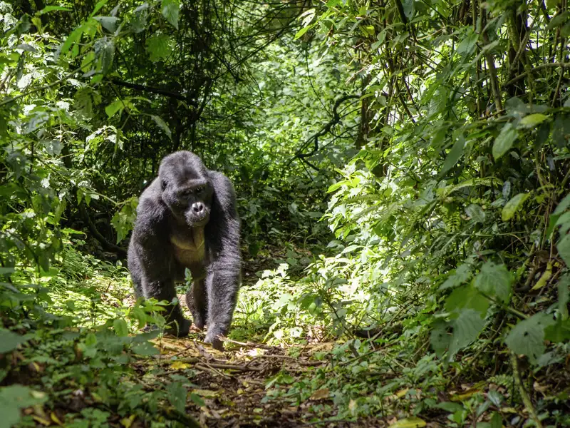 Ein Höhepunkt unserer Naturerlebnisreise nach Uganda - die Begegnung mit wild lebenden Gorillas im Regenwald!