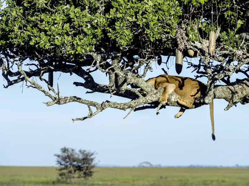 Ihre Studienreise nach Tansania führt Sie in den Serengeti-Nationalpark. Überall tauchen dort die sogenannten Leberwurstbäume auf, deren Früchte wie gigantische Leberwürste aussehen.
