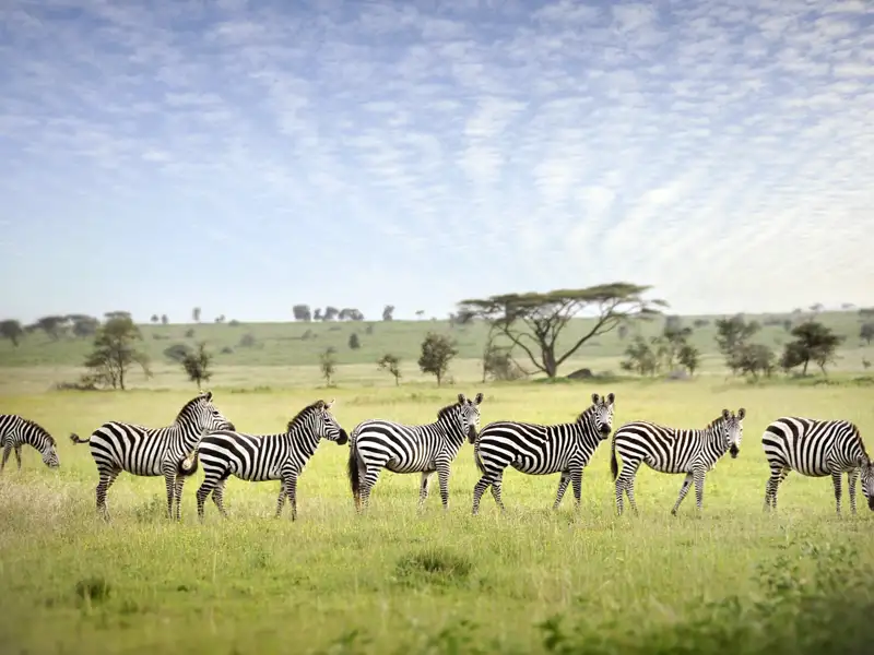 Zebras satt sehen Sie bei unserer Rundreise nach Tansania!