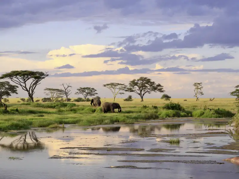 Während unserer 17-tägigen Studienreise nach Tansania und Sansibar werden Sie mit Sicherheit viele Elefanten sehen.