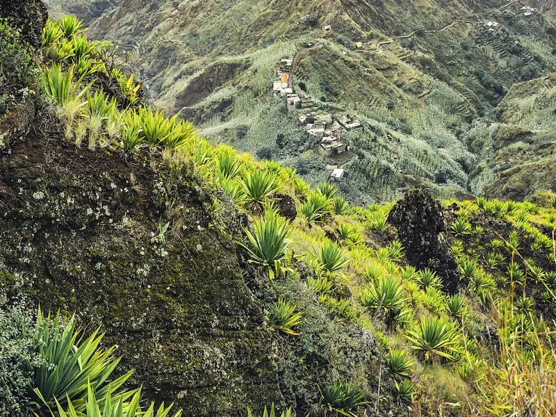 Bei unserer WanderStudienreise auf die Kapverdischen Inseln erleben Sie auch die beeindruckende Berglandschaft der Insel Santo Antao. Hier kleben die Bergdörfer wie Vogelnester an den Hängen der Vulkanberge, die mit Agaven bewachsen sind.