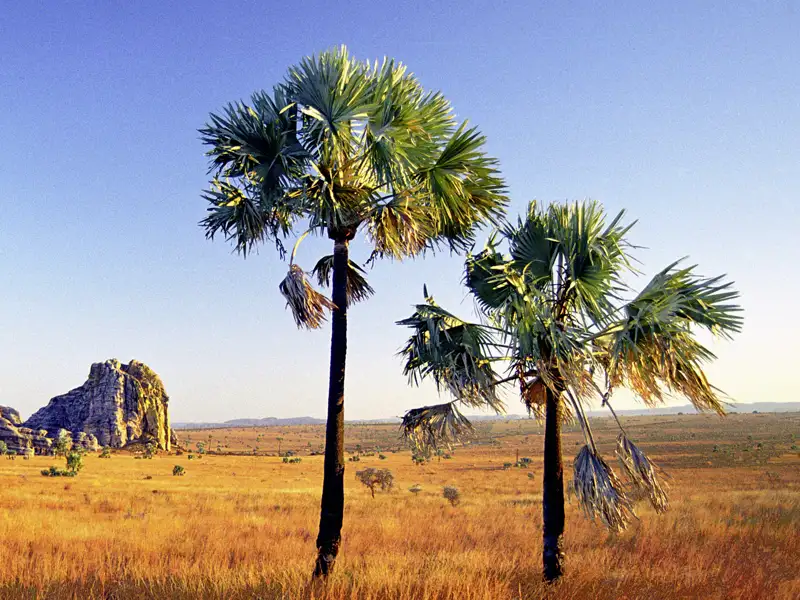 Wir besuchen den Isalo-Nationalpark während unserer Studiosus-Reise nach Madagaskar