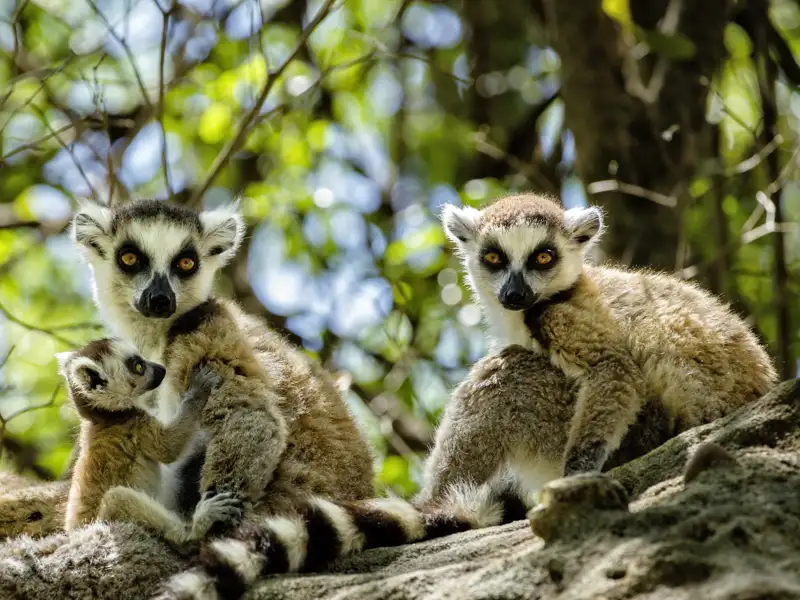 Unsere Naturerlebnis-Studienreise nach Madagaskar führt in einige der schönsten Nationalparks. Im 850 qkm großen Isalo-Schutzgebiet haben Sie die Möglichkeit, Lemuren aus der Nähe zu beobachten. Was für ein Naturerlebnis!