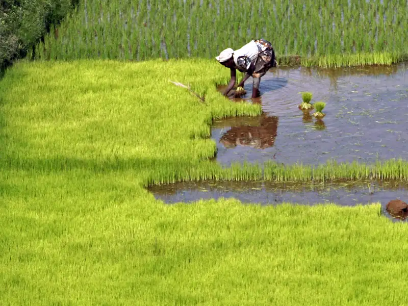 Eines der Grundnahrungsmittel Madagaskars ist Reis. Er wird seit langem auf der Insel angebaut.