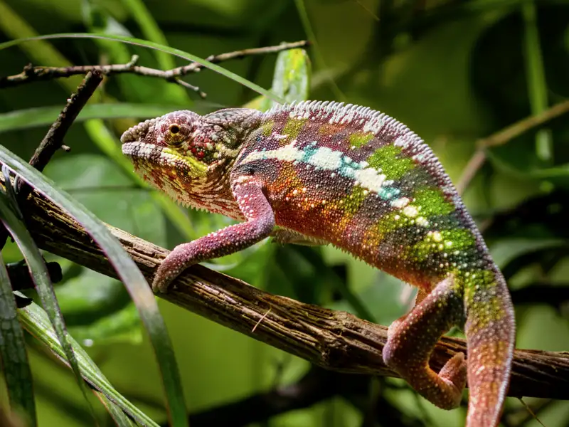 Unsere Naturerlebnis-Studienreise zeigt: Madagaskar ist nicht nur die Insel der Lemuren. Auf der Sehnsuchtsinsel mit ihren faszinierenden Küsten- und Berglandschaften leben auch Chamäleons wie im Paradies.
