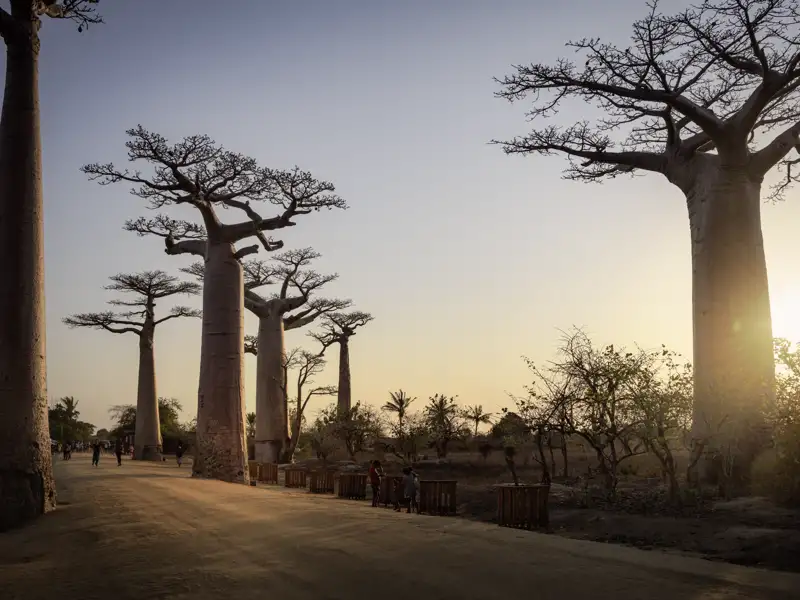 Ein berühmter Vertreter der einzigartigen Flora Madagaskars is der Baobab, den wir auf unserer 18-tägigen Rundreise ebenso bestaunen wie die vielfältige Fauna der Insel.