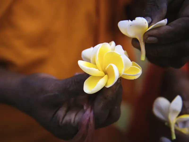 Vor allem zu rituellen Anlässen werden in Sri Lanka gerne Blumen dargebracht. Wir sehen es auf unserer Rundreise.