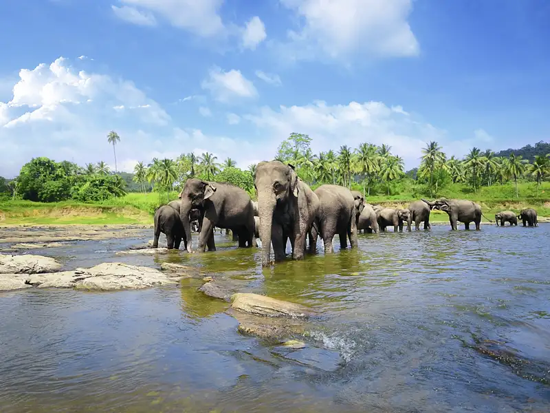 Auf dieser Rundreise unternehmen wir auch eine Safari in einem Nationalpark, in dem viele der wilden Elefanten Sri Lankas leben.