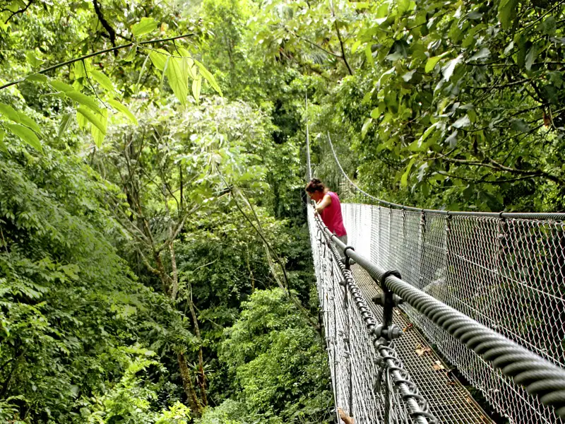 Auf unserer Studiosus-Reise in kleiner Gruppe durch Costa Rica erleben wir bei einem spannenden Baumwipfelspaziergang über Hängebrücken den tropischen Nebelwald in Monteverde und genießen einzigartige Ausblicke auf die üppige Flora und Fauna.