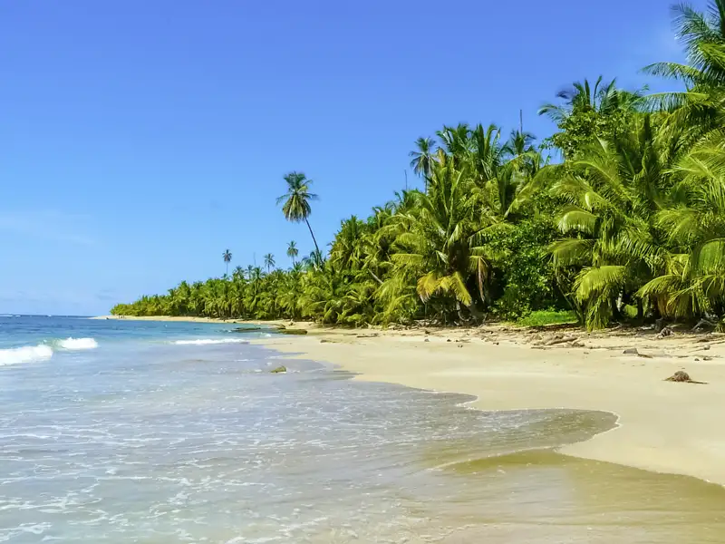 Im Cahuita-Nationalpark erleben wir ein Wechselspiel aus Regenwald, Mangrovensümpfen, schneeweißen Sandstränden und einem schützenden Korallenriff. Mit unserer Studiosus-Reiseleitung halten wir Ausschau nach Faultieren, Ameisenbären, Brüllaffen, Aras und Pfeilgiftfröschen - ein unvergessliches Naturerlebnis an der Karibikküste Costa Ricas.