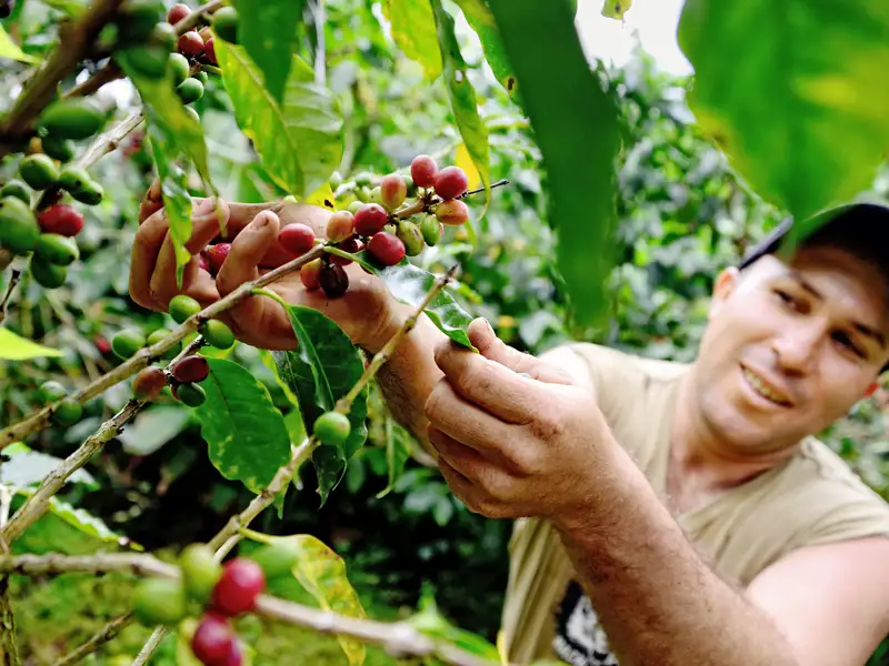Auf unserer Rundreise in kleiner Gruppe durch Costa Rica besuchen wir in Monteverde eine Ökofarm, wo wir in die Geheimnisse des Kaffeeanbaus eingeweiht und auf einen Kaffee eingeladen werden.