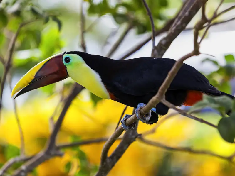 Auf unserer Reise durch Costa Rica erkunden wir das Naturparadies sowohl mit dem Boot als auch zu Fuß. Dabei kommen wir den exotischen Tieren, wie hier dem farbenprächtigen Tukan, ganz nah.