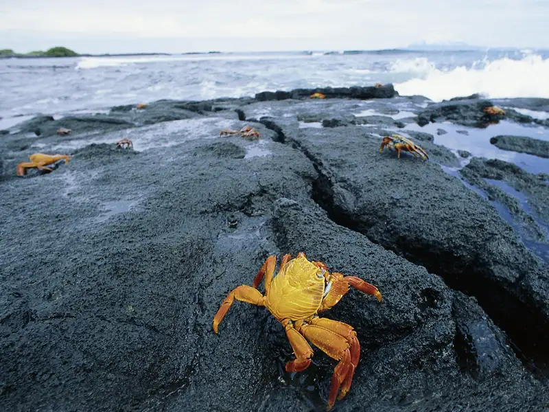 Auf unserer 14-tägigen smart & small-Reise nach Ecuador und Gálapagos in kleiner Gruppe erleben wir die Tierwelt im Naturparadies Galápagos per Boot und zu Fuß hautnah.