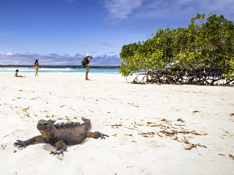 Auf unserer Studiosus-Reise nach Ecuador ist unsere kleine Gruppe perfekt, um die Tierwelt im Naturparadies Galápagos per Boot und zu Fuß zu entdecken.