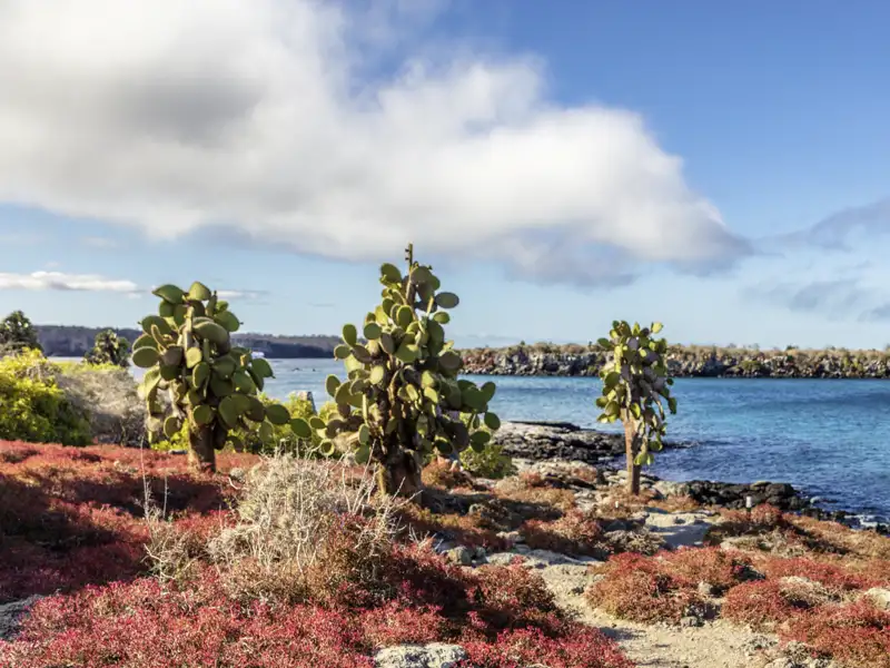 Auf unserer Studiosus-Reise zu den Galápagos-Inseln besuchen wir die Insel Seymour Norte. Zwischen den imposanten Riesenopuntien lassen sich Blaufusstölpel und Prachtfregattvögel entdecken, die hier in ihrem natürlichen Lebensraum leben. Je nach Jahreszeit erstrahlen die Sesuviumpflanzen in lebendigen Farben in Grün, Gelb, Rot oder Violett und machen die Insel zu einem spektakulären Naturerlebnis.