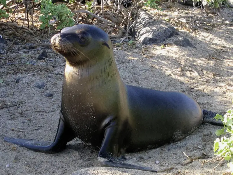 Auf der smart & small-Reise nach Ecuador und Galápagos mit Studiosus sind unberührte, weiße Sandstrände und das kristallklare Wasser ideal, um mit Taucherbrille und Schnorchel die Unterwasserwelt zu entdecken. Seelöwen schwimmen spielerisch um uns, und mit etwas Glück begegnen wir sogar Stachelrochen oder Meeresschildkröten.