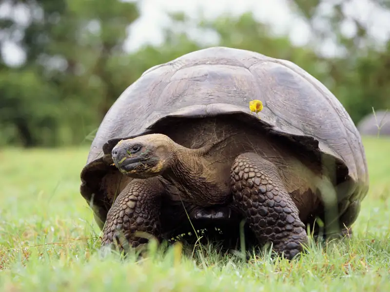 Auf unserer Studiosus-Reise nach Ecuador besuchen wir auf den Galápagos-Inseln eine Schildkrötenaufzuchtstation, in der wir die berühmten Riesenschildkröten in ihrer natürlichen Umgebung beobachten können.