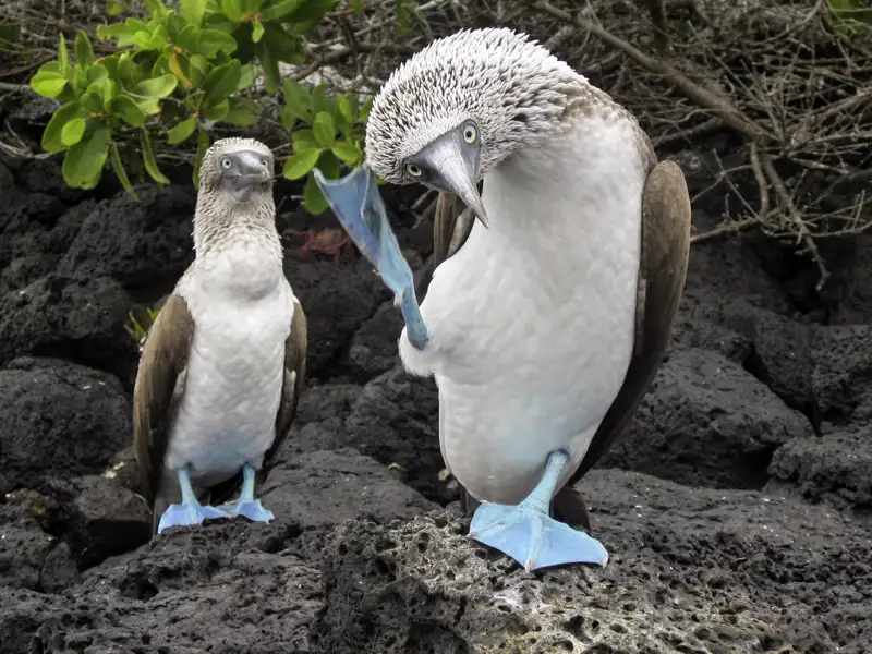 Die Flora und Fauna, die wir bei unserer Reise durch Ecuador auf den Galápagos-Inseln sehen, ist beeindruckend. Auch die Nistplätze von Blaufußtölpeln entdecken wir. Warum die Tiere keinerlei Scheu zeigen, weiß Ihr Studiosus-Reiseleiter.
