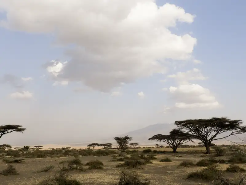 Grasland und Baumsavanne wechseln bei unserer smart & small Reise nach Tansania einander ab, hin und wieder dichtes Busch- und Waldland, Afrika-Feeling pur! Paviane lungern am Wegesrand, Nashornvögel rascheln durchs Blätterdach mächtiger Bäume. Mit etwas Glück pirschen wir uns an Löwen, Giraffen und Büffel heran. Aber auch die vielen verschiedenen Gazellenarten und die Vogelwelt sind überwältigend.