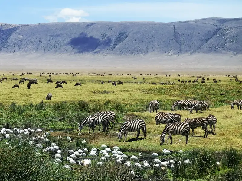 Während unserer smart & small-Reise nach Tansaia sehen wir im Ngorongoro-Kratergroße Herden von Zebras und Gnus friedlich weiden.