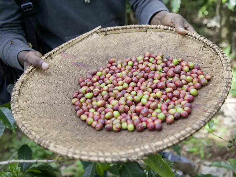 Während unserer smart & small-Reise durch Tansania steht auch ein Besuch einer Kaffeeplantage auf dem Programm.