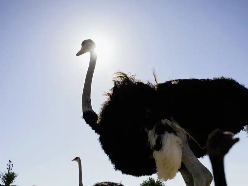Während unserer Südafrika-Studienreise in kleiner Gruppe besuchen wir in der Nähe von Oudtshoorn auch eine Straußenfarm und lernen viel Interessantes über die Zucht dieses eigenwilligen Vogels.